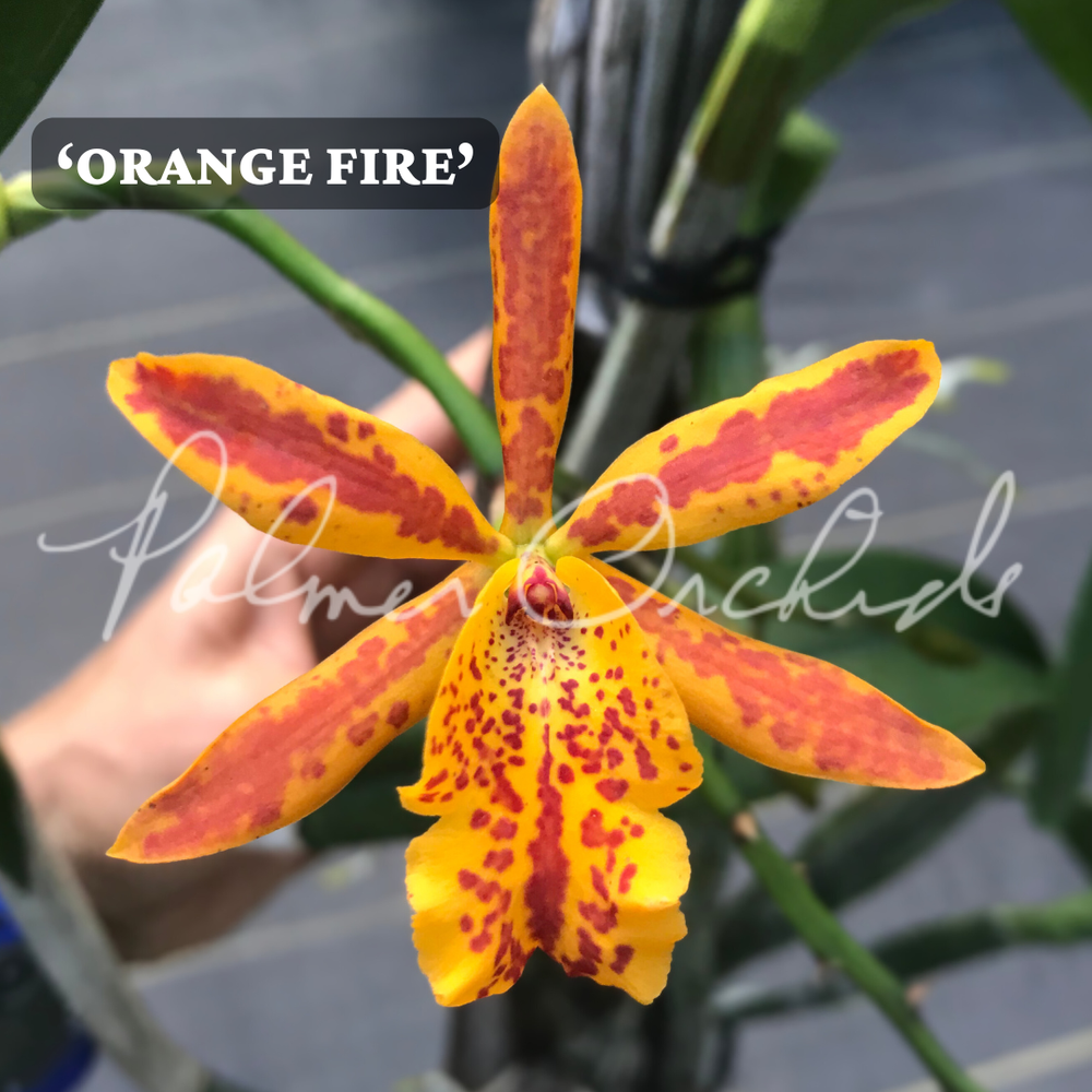 Ett. Volcano Trick — Palmer Orchids